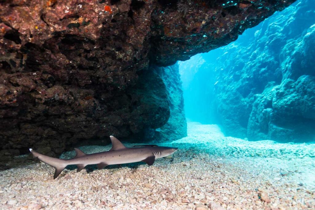 ホワイトチップと幻想的な光