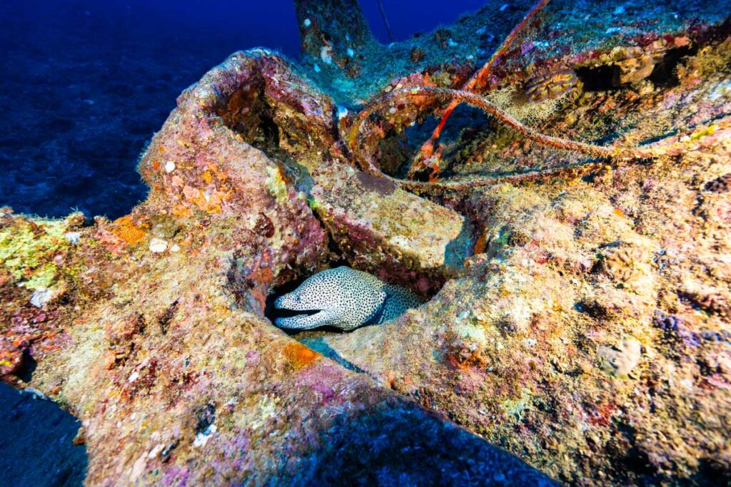 ニセゴイシウツボ・エモンズ(USS Emmons)の沈没船