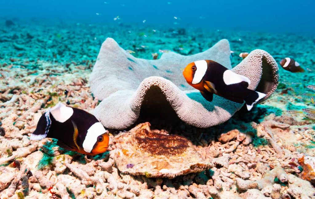 トウアカクマノミのファミリー