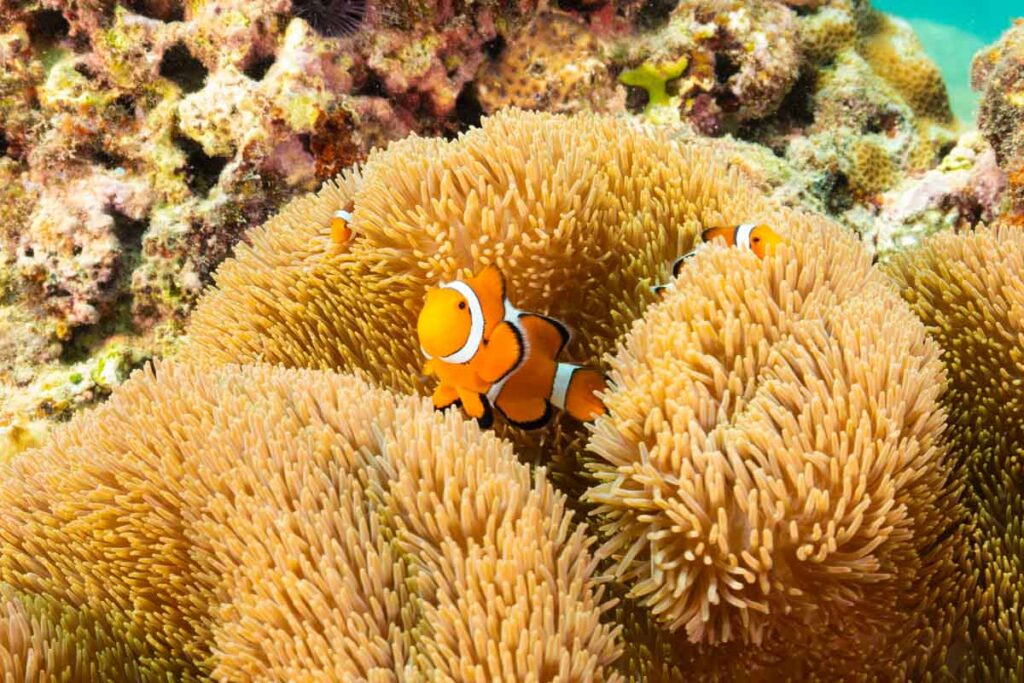 ニモ・カクレクマノミ