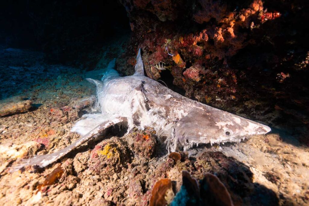 巨大ザメの死骸