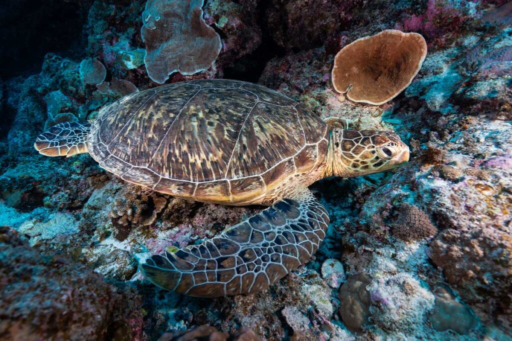 与論島のウミガメ