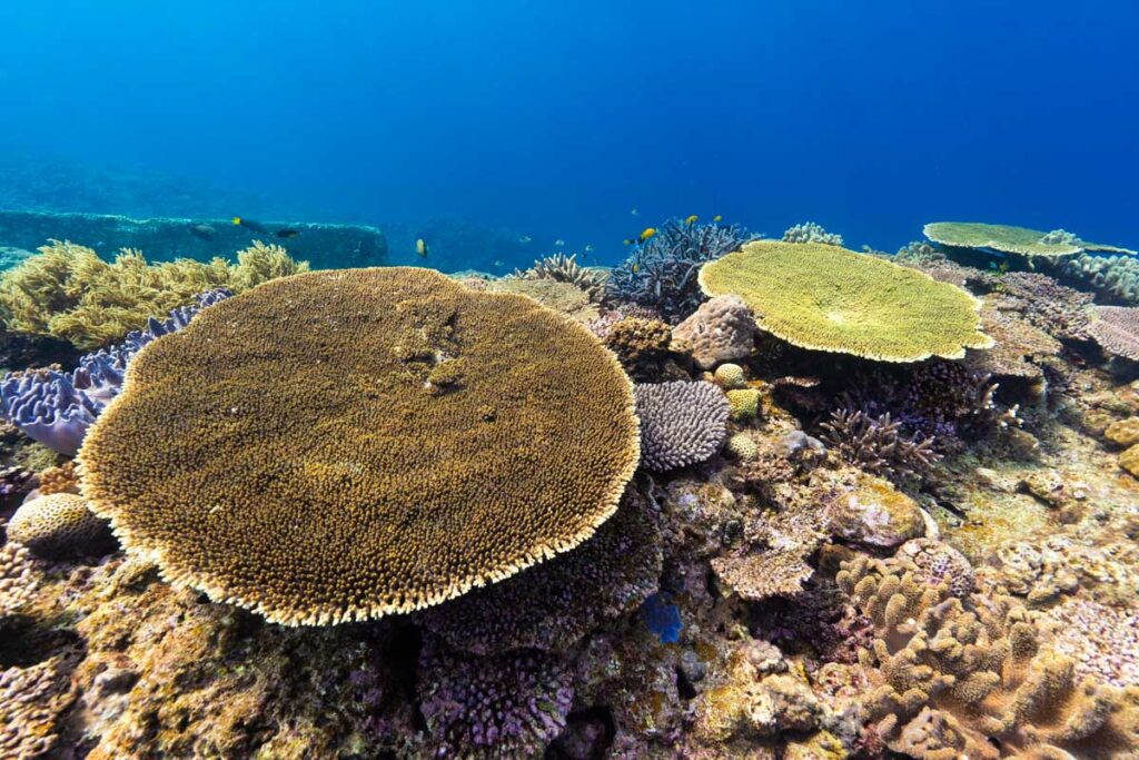 浅瀬のサンゴ・アクアポリス(海上都市跡)