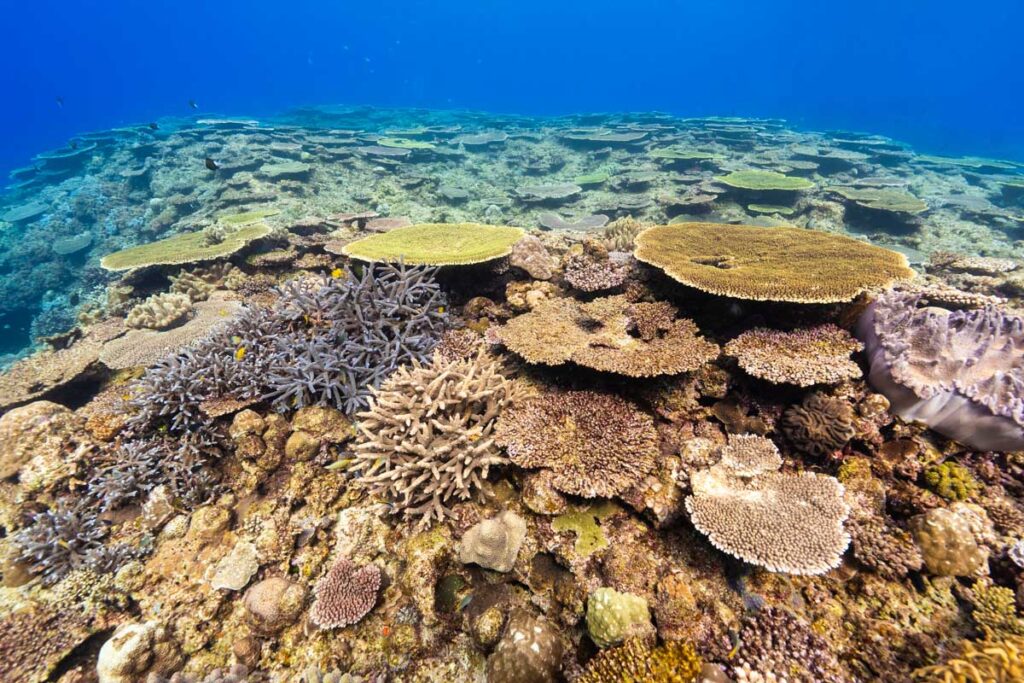 浅瀬の珊瑚・魚達の遊園地「秘密基地」