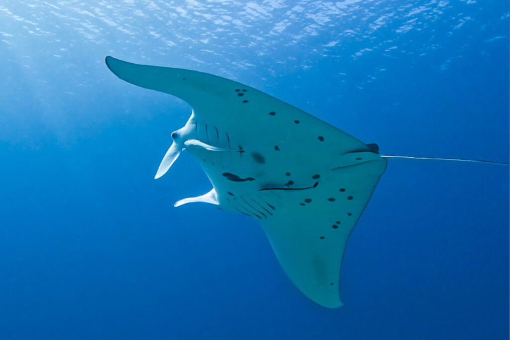 マンタ・オニイトマキエイ