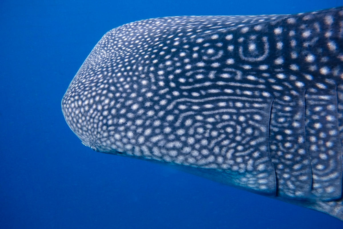 サメに襲われて人間が死ぬ確率は375万分の1