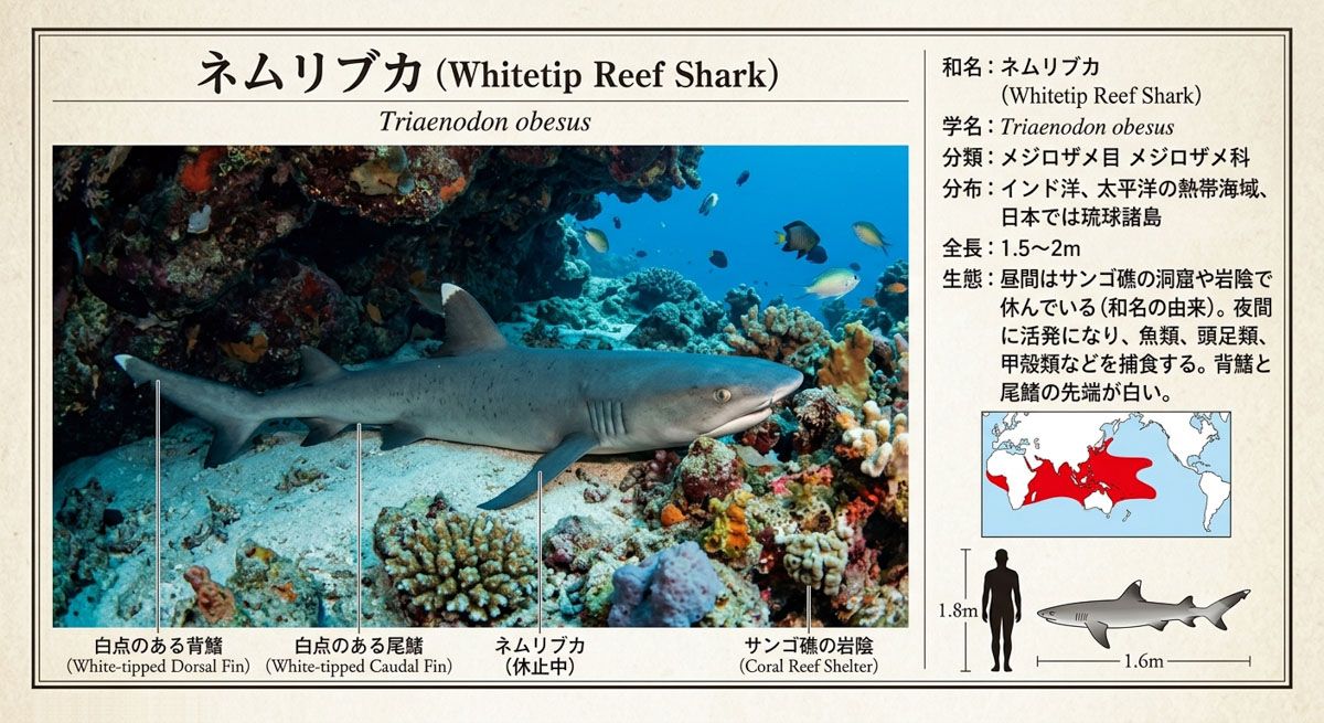 ネムリブカ