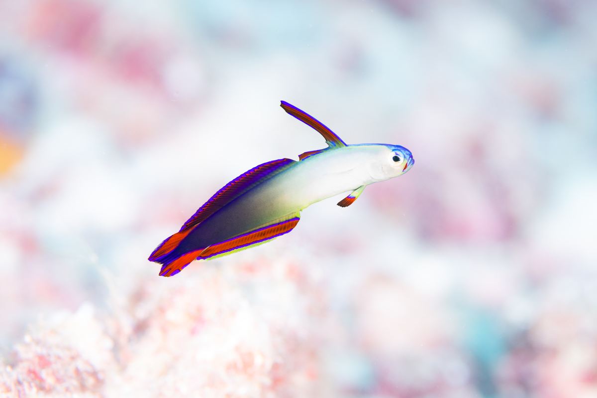アケボノハゼ