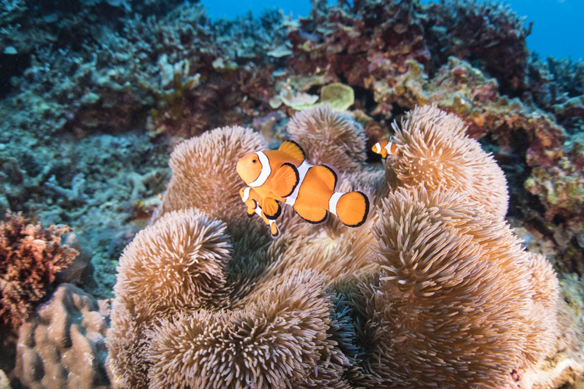 カクレクマノミ